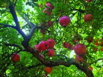 انار اشرف؛ طعمی که بازار نمی‌شناسد
