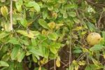 رودپی در مسیر توسعه انار ترش؛ ۱۰۰ هزار نهال برای رونق باغداری و اقتصاد روستا
