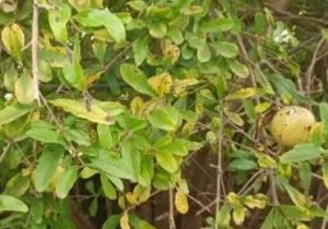 رودپی در مسیر توسعه انار ترش؛ ۱۰۰ هزار نهال برای رونق باغداری و اقتصاد روستا