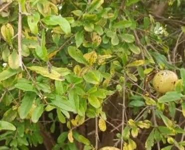 رودپی در مسیر توسعه انار ترش؛ ۱۰۰ هزار نهال برای رونق باغداری و اقتصاد روستا