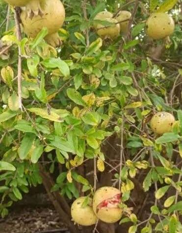 رودپی در مسیر توسعه انار ترش؛ ۱۰۰ هزار نهال برای رونق باغداری و اقتصاد روستا