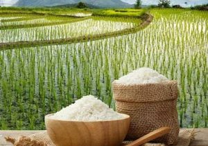 ثبتِ هویت در قابِ یک تمبر؛ برنج دابوی آمل در مسیر برندینگ ملی