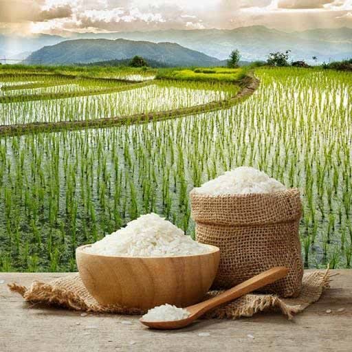 ثبتِ هویت در قابِ یک تمبر؛ برنج دابوی آمل در مسیر برندینگ ملی